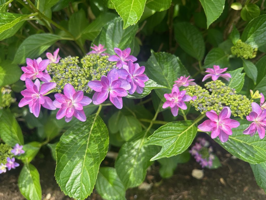 アジサイの季節がやってきました