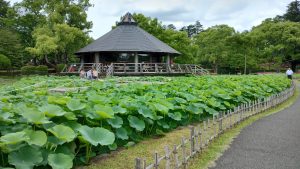 【青砥6.1】２週間の変化