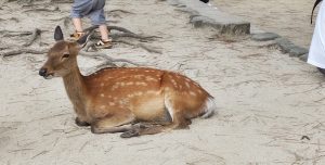 亀戸より「私立中講演会」