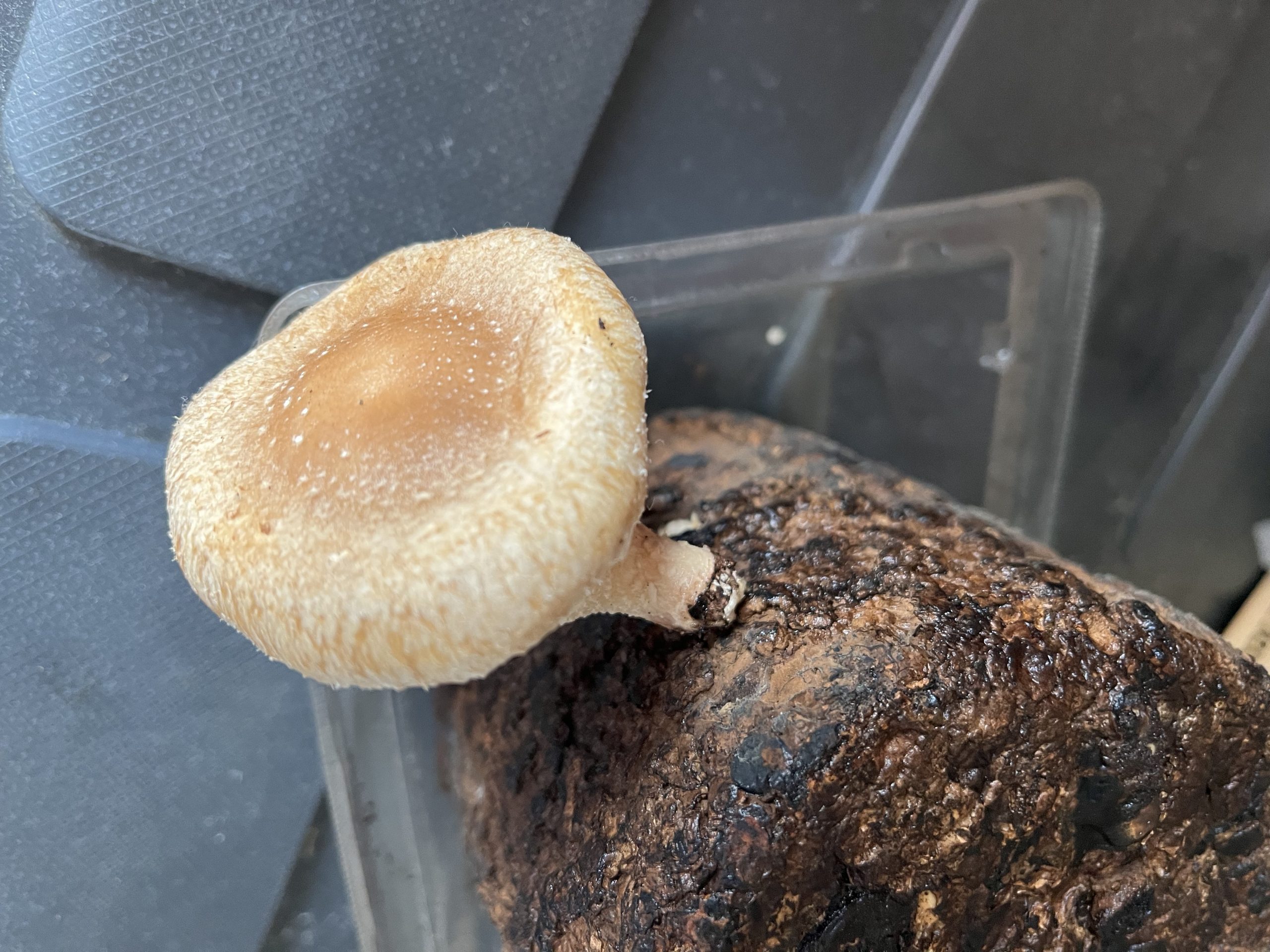 第３回都立中合判を実施しました。