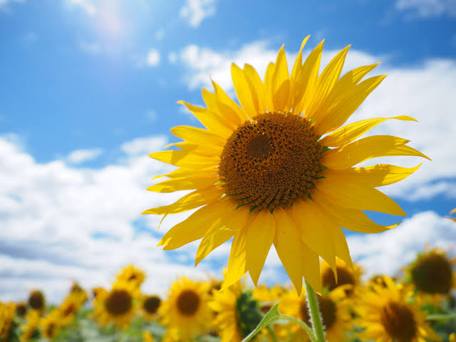 ＊夏はすぐそこ！駆け上がる６月♫＊⑮フィンセント・ヴィレム・ファン・ゴッホ