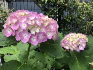 〇水無月②　6/3〇