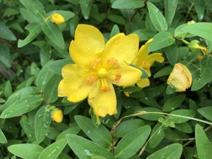 〇水無月③　6/5〇