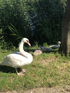 〇水無月⑧　6/17〇