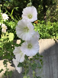 〇水無月⑨　6/19〇