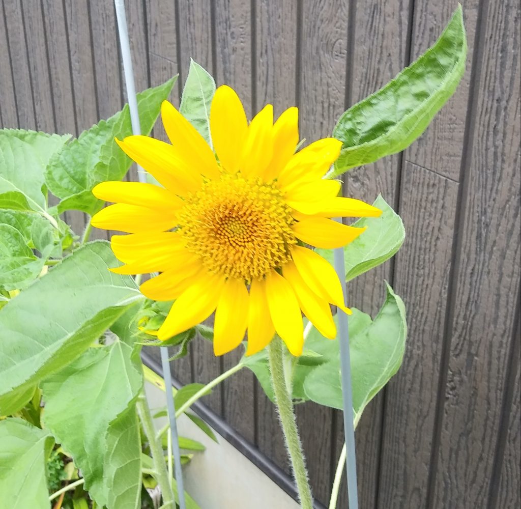 日本の夏　学びの夏