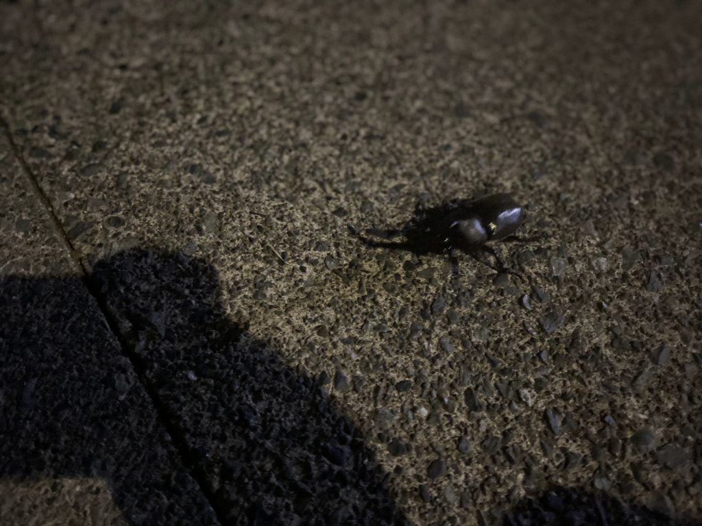 【赤羽0703】＃80　夏が始まる