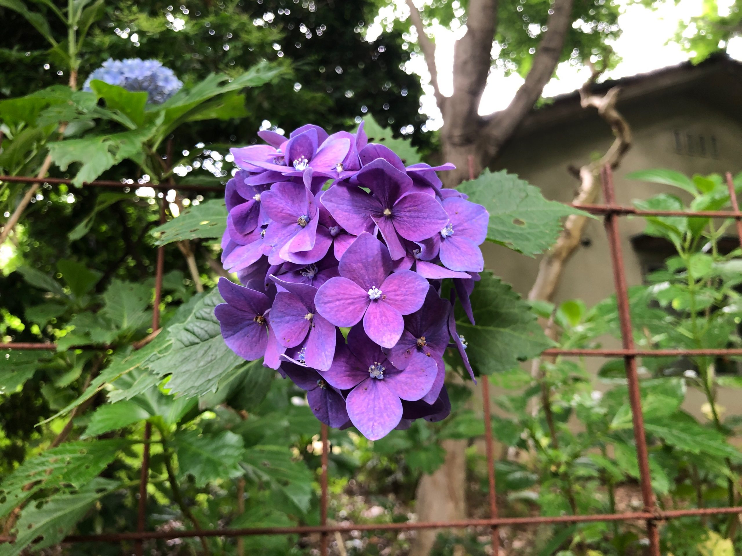 ＊夏本番！完全燃焼の７月♪＊⑧紫陽花