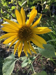 〇葉月①　8/3〇