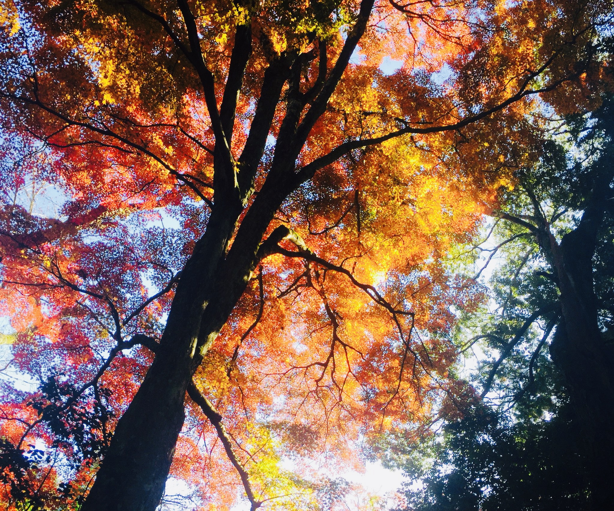 ＊実りの秋♪ 活き活きする１０月！＊㉚紅葉