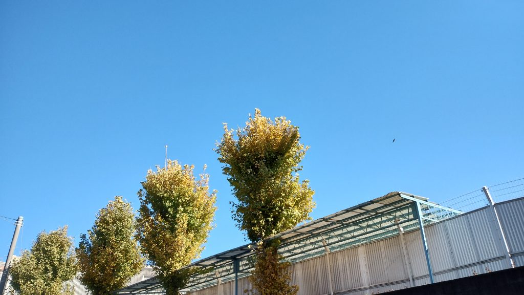 【青砥12.7】小５都立中合判と冬空