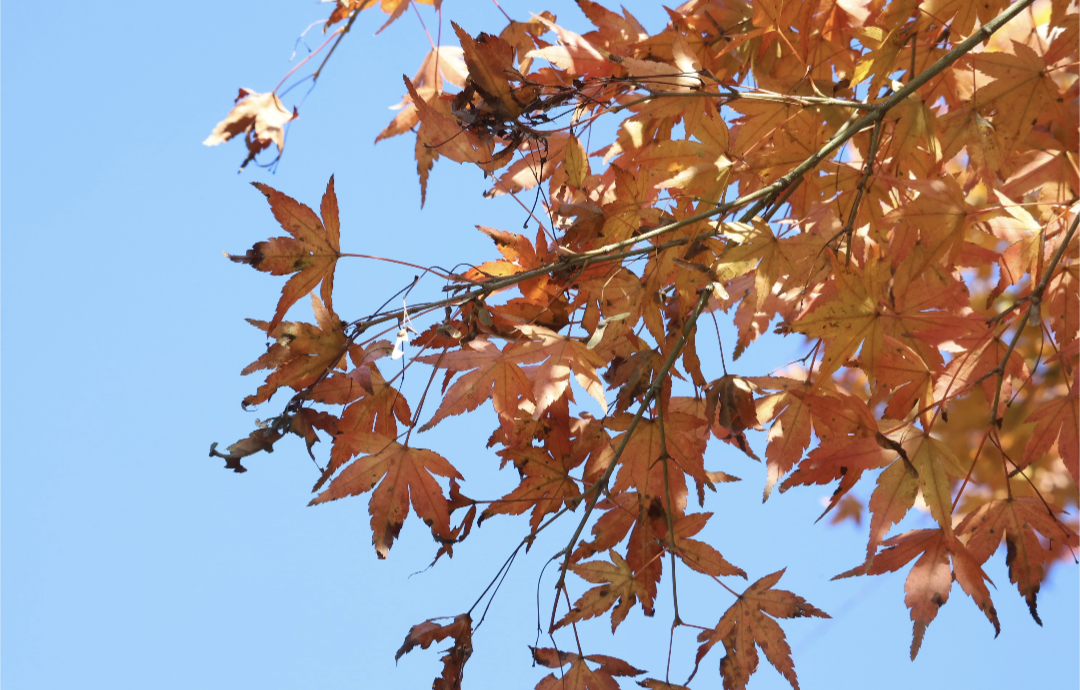 ena飯田橋・12月②