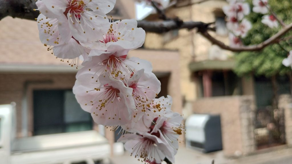 【青砥3.14】春期講習まであと１２日