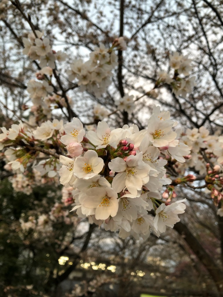 3.3　日刊ｅｎａ塩浜　-都立高校入試合格実績-