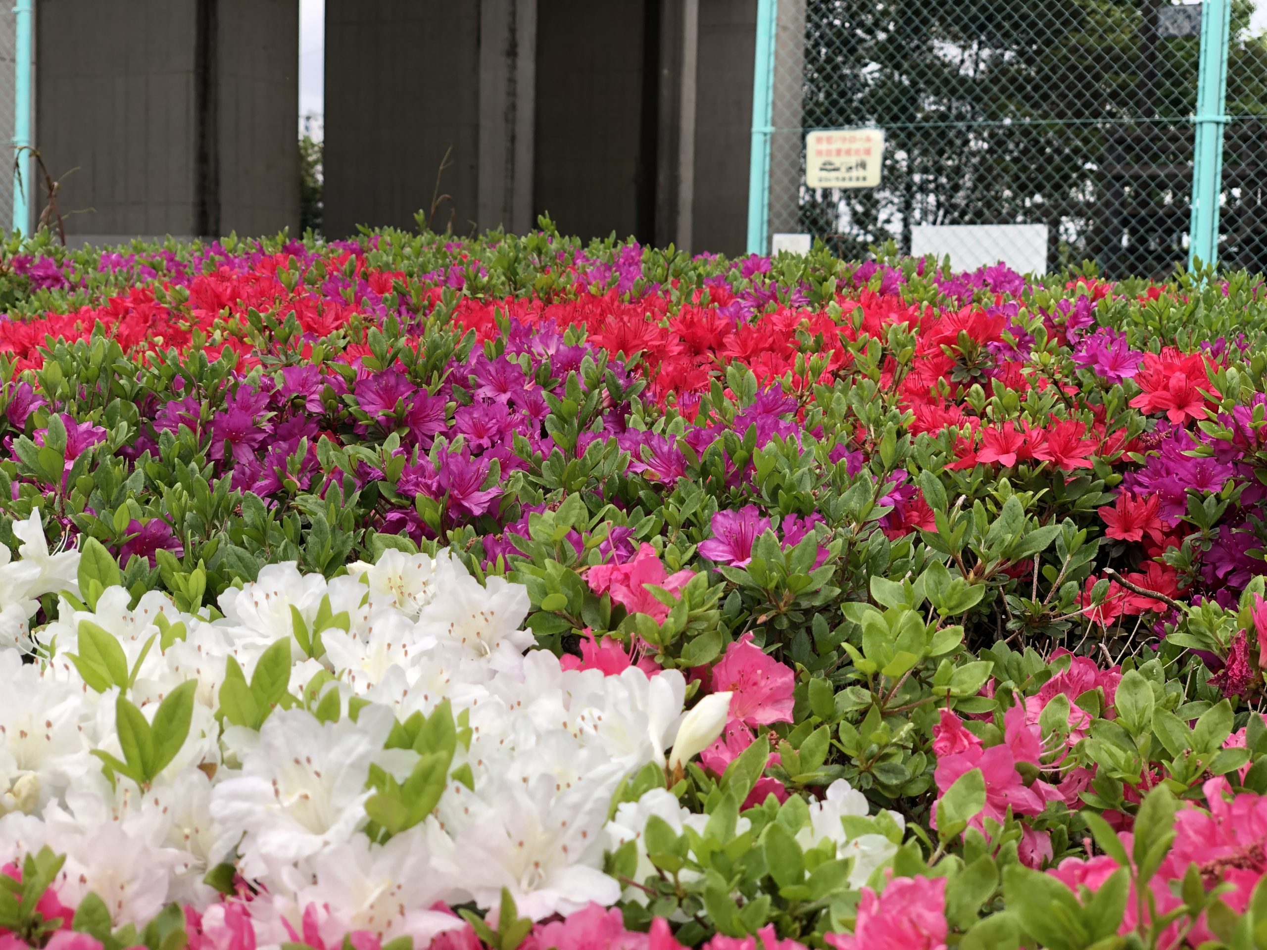 ☀︎AsakusaBashi-GOLDEN☀︎⑨自然だって、ゴールデン♫