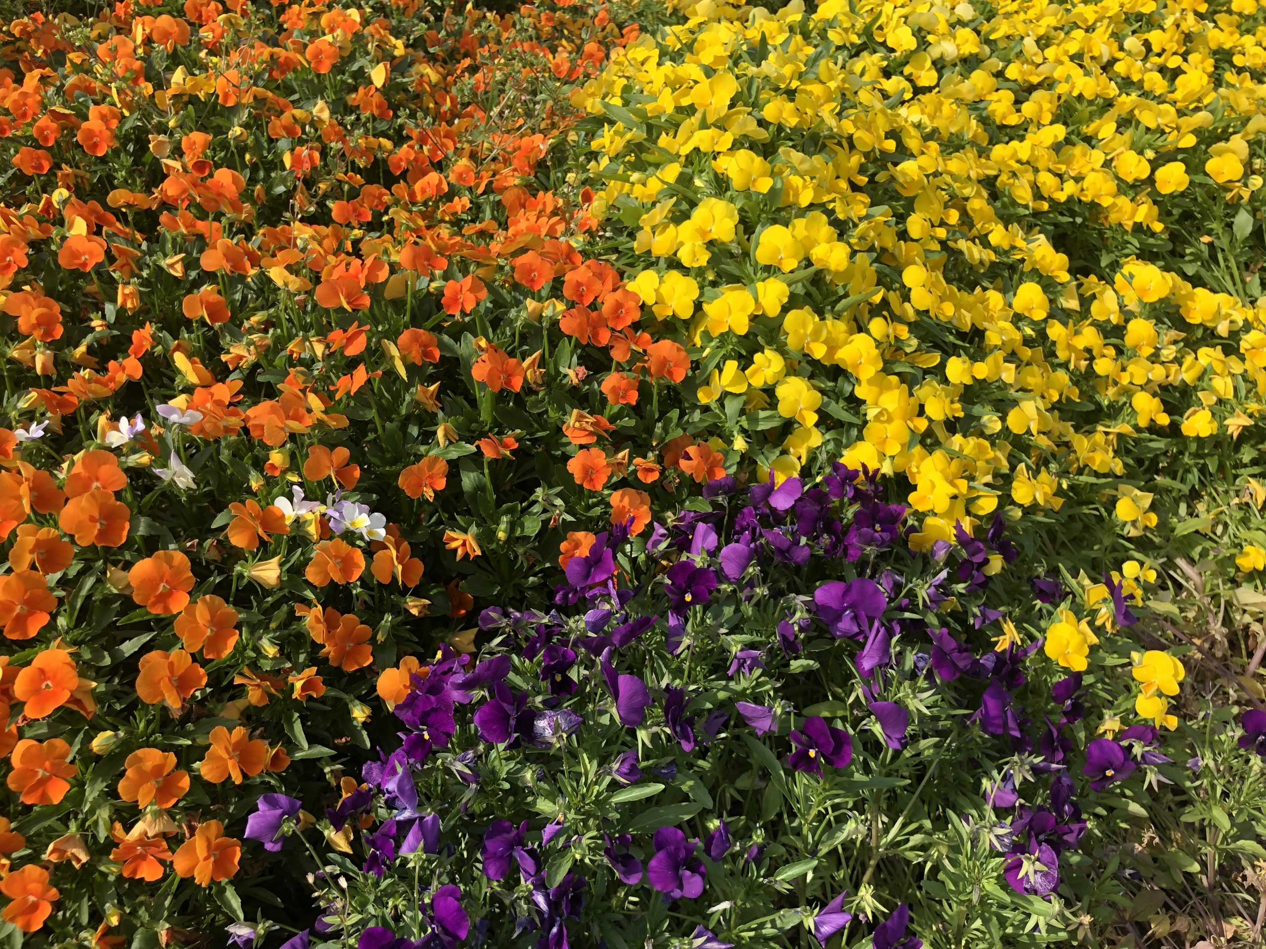 #AsakusaBashi-Catch#【91】さと散歩♪