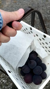 8月15日（金）【夏期講習 その7】山梨県なのに山あるじゃん。