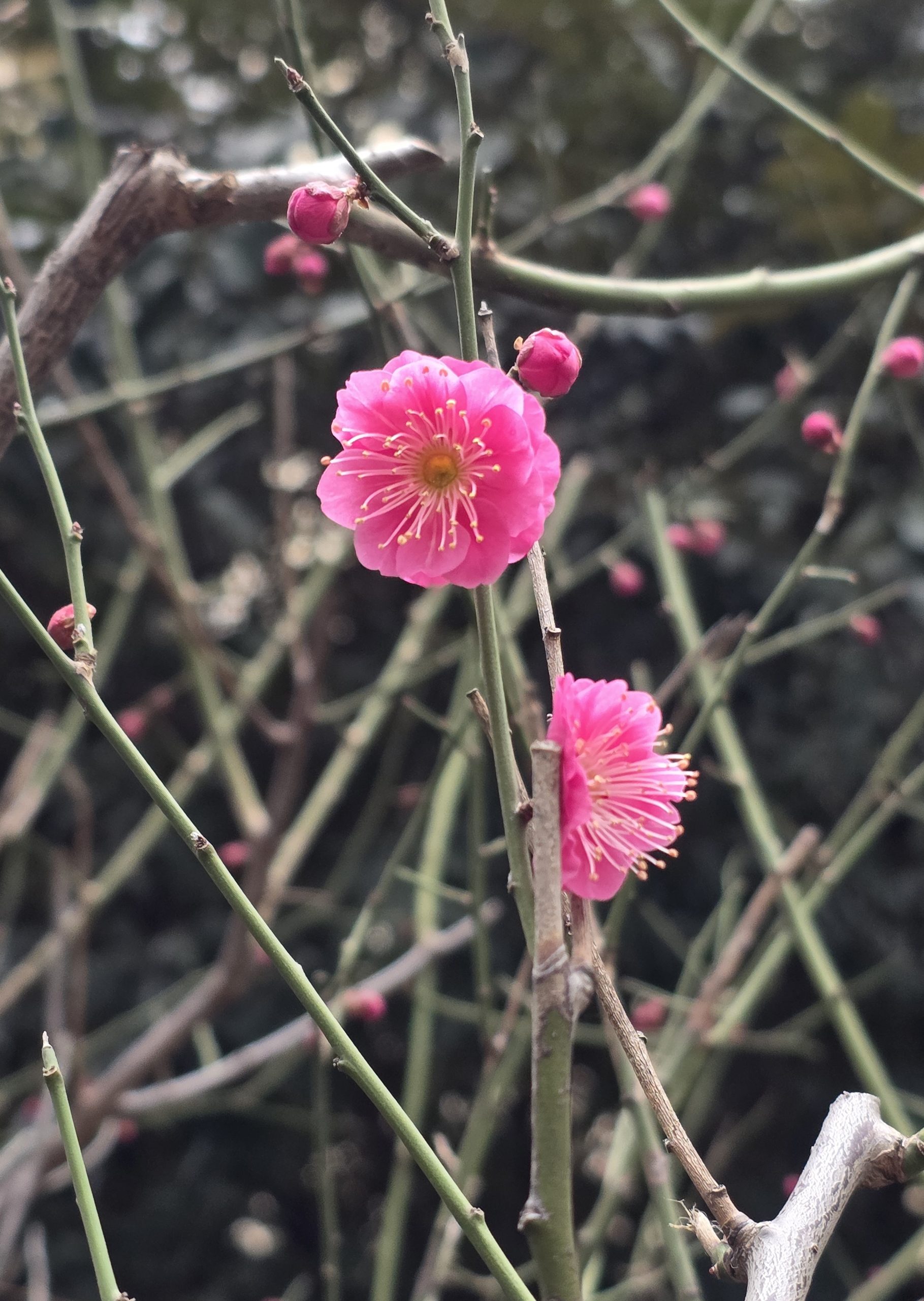 1月27日（火）小6火曜特訓最終回