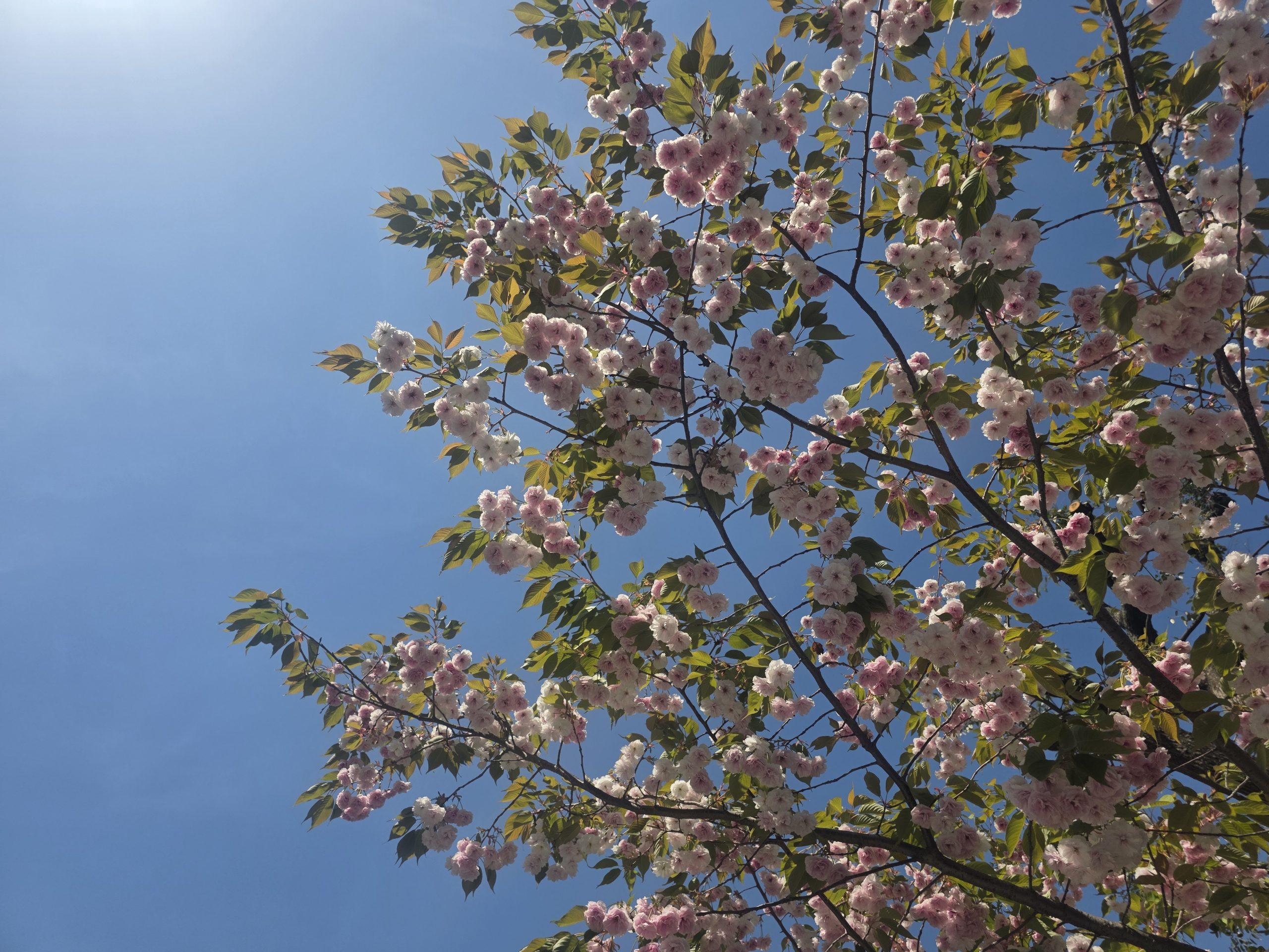 4月13日（月）中3前期日曜特訓始まりました～