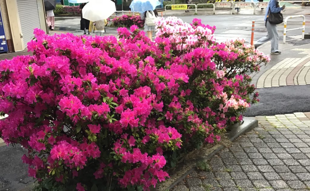 おかえりなさい、大井町へ。