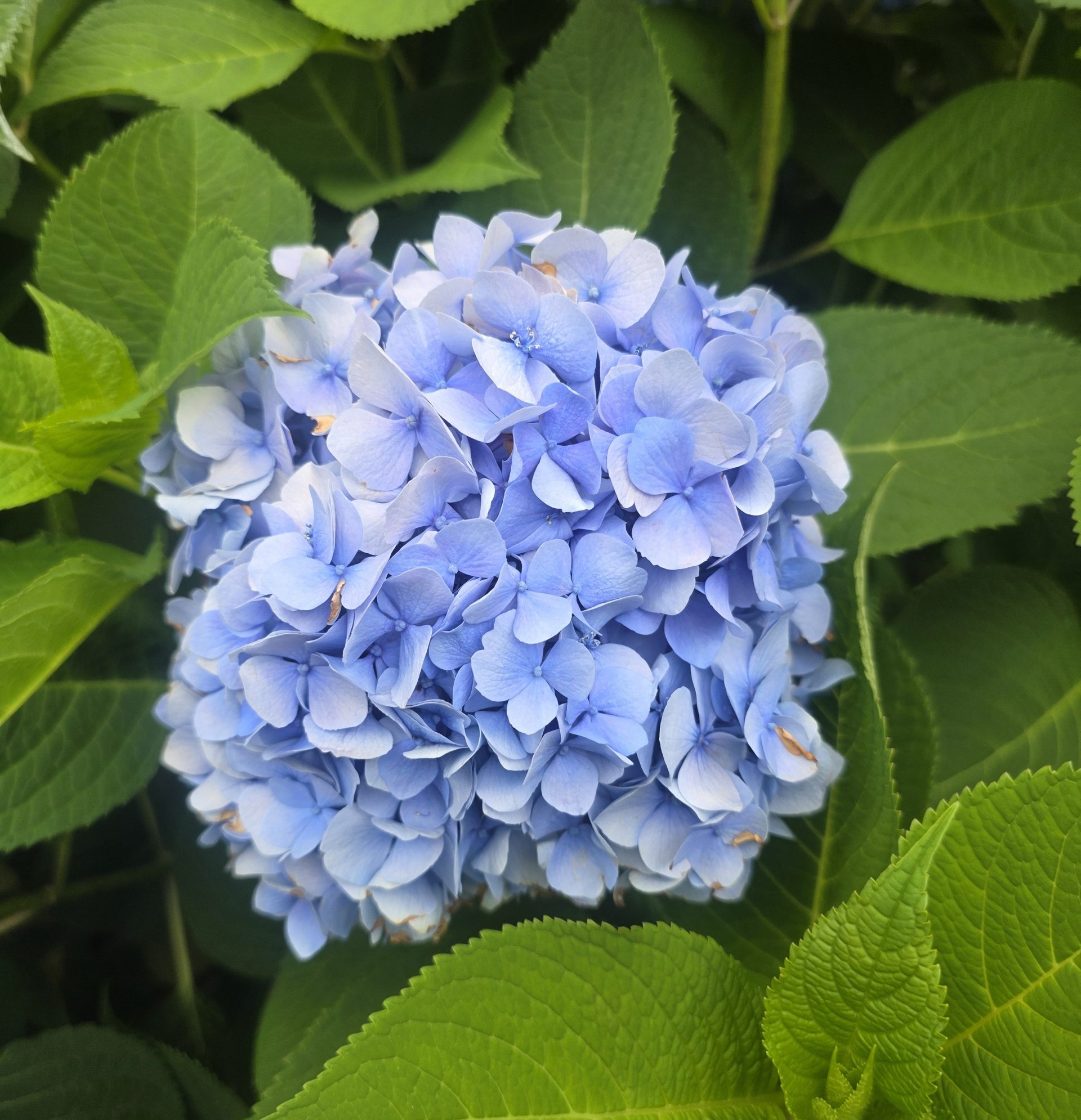 6月11日㈭  定期試験対策まだまだ続きます！