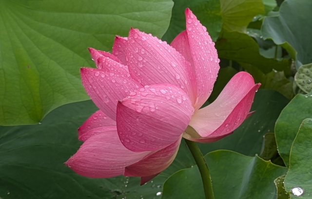7月13日㈪ 蓮始華