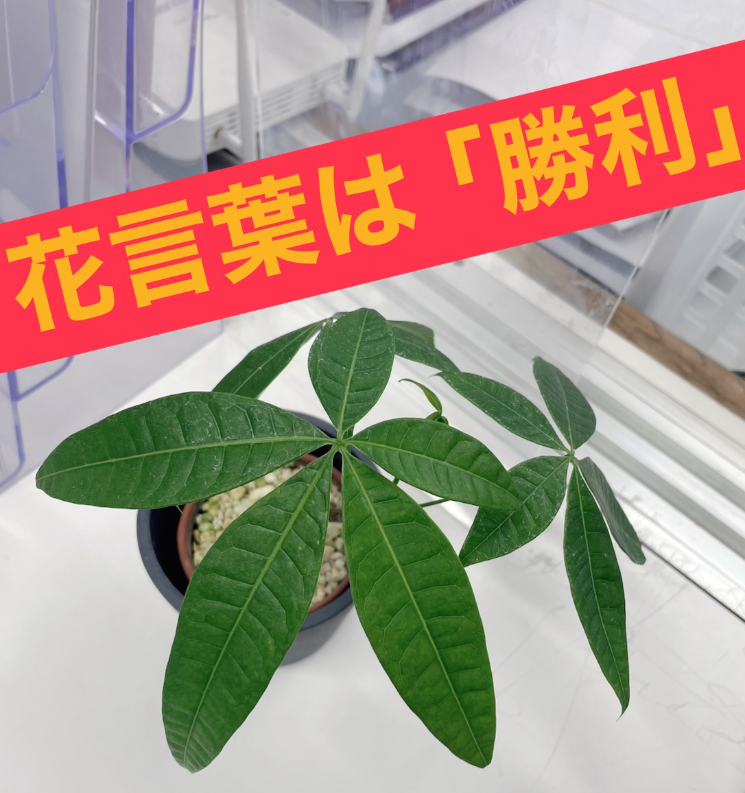 【ena吉祥寺】校舎ブログ72　都立高校へ向けて